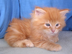 chatons